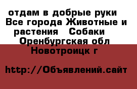 отдам в добрые руки - Все города Животные и растения » Собаки   . Оренбургская обл.,Новотроицк г.